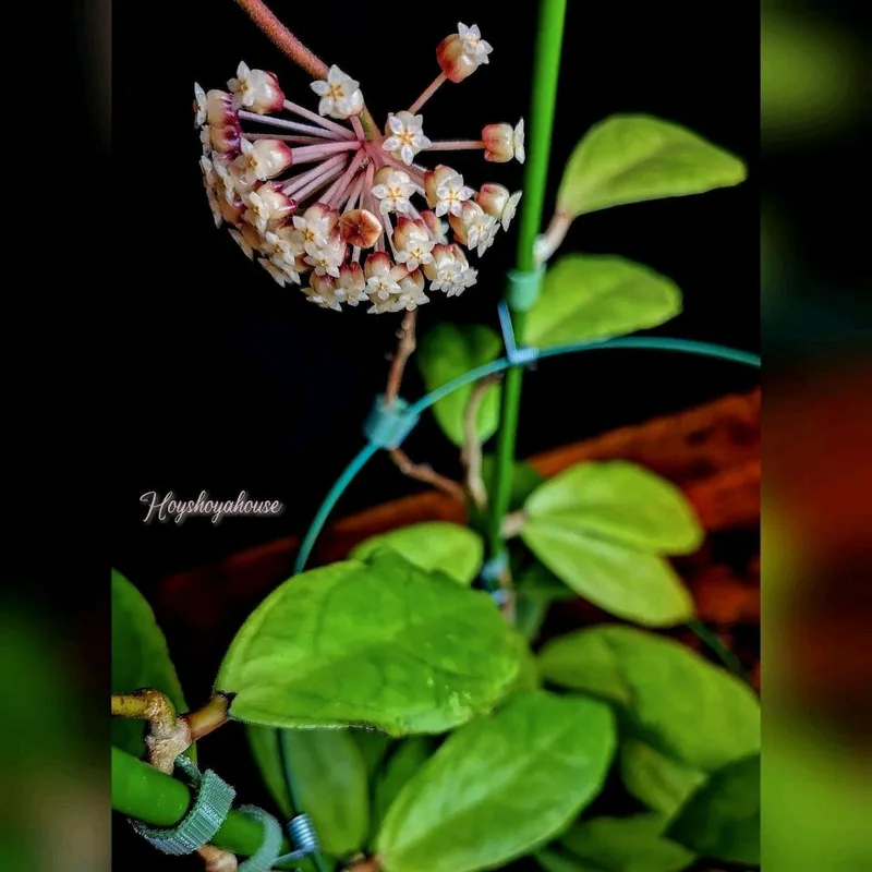 Hoya finlaysonii Lalia, Bewurzelte Pflanze
