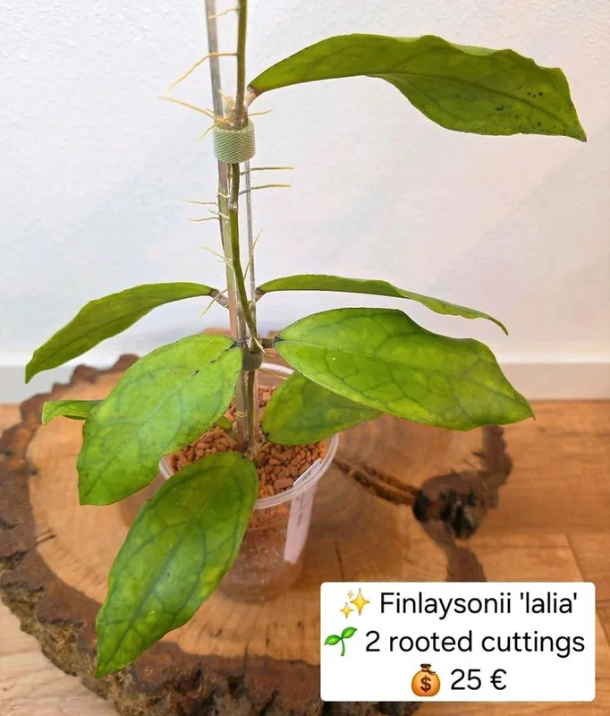 Hoya finlaysonii Lalia, Bewurzelte Pflanze