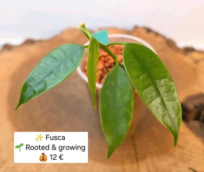 Hoya fusca, Bewurzelte Pflanze
