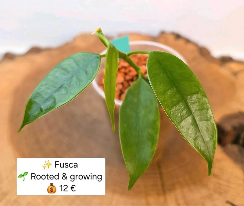 Hoya fusca, Bewurzelte Pflanze