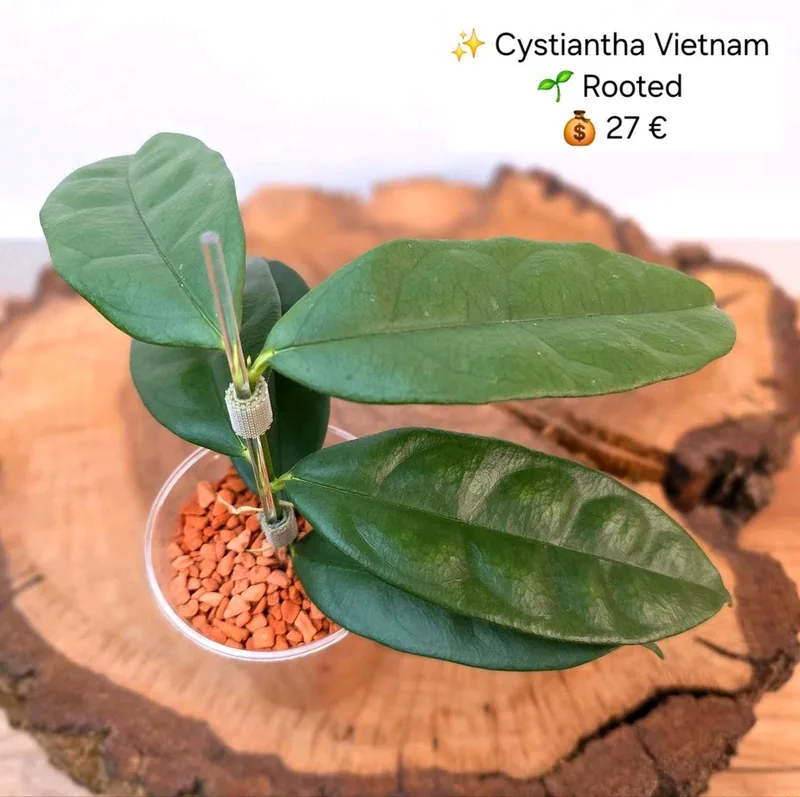 Hoya cystiantha Vietnam, Bewurzelte Pflanze