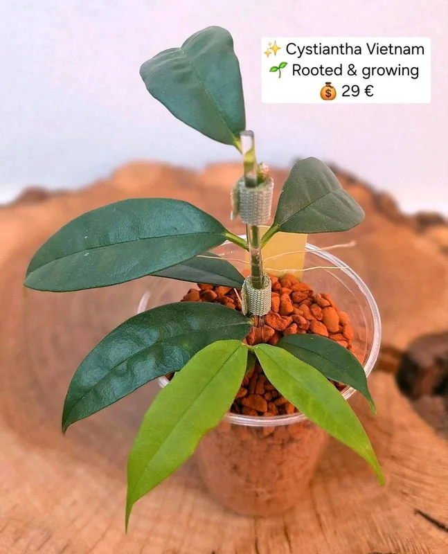 Hoya cystiantha Vietnam, Bewurzelte Pflanze