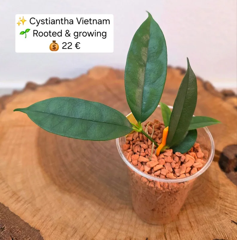 Hoya cystiantha Vietnam, Bewurzelte Pflanze