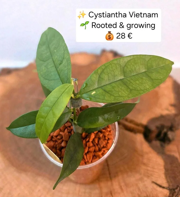 Hoya cystiantha Vietnam, Bewurzelte Pflanze