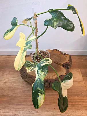 Philodendron bipennifolium Variegata / Golden Violin, Bewurzelte Pflanze