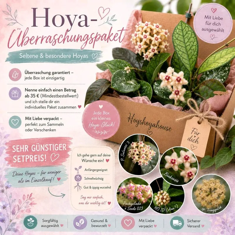 Hoya überraschungspaket, Bewurzelte Pflanze