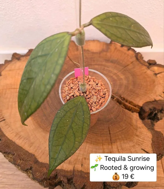 Hoya tequila Sunrise, Bewurzelte Pflanze