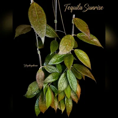Hoya tequila Sunrise, Bewurzelte Pflanze