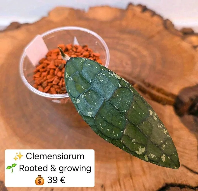 Hoya clemensiorum (Splash), Bewurzelte Pflanze