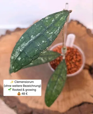 Hoya clemensiorum (Splash), Bewurzelte Pflanze