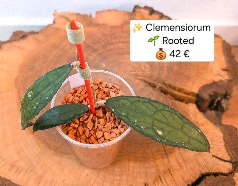 Hoya clemensiorum (Splash), Bewurzelte Pflanze