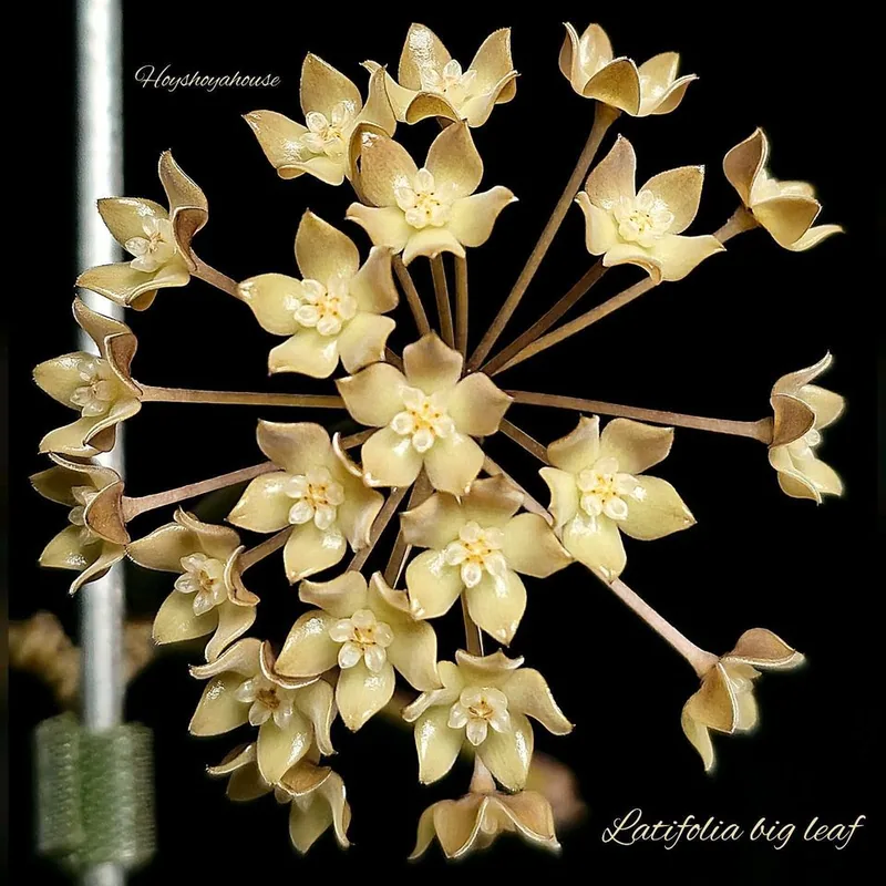 Hoya latifolia BIG Leaf, Steckling