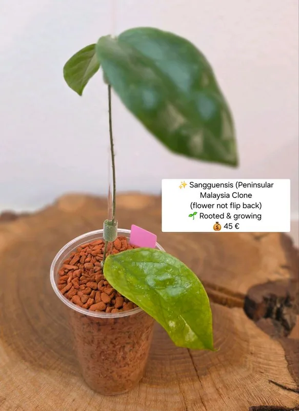 Hoya sangguensis Peninsular Malaysia Clone, Bewurzelte Pflanze