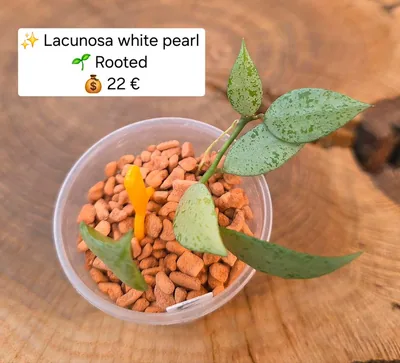 Hoya lacunosa White Pearl, Steckling