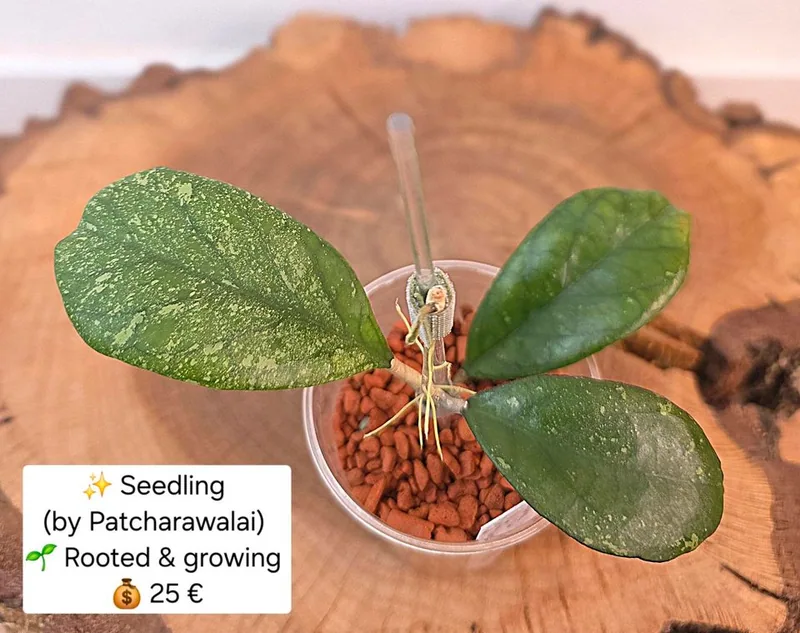 Hoya seedling (Selection by Patcharawalai), Bewurzelte Pflanze