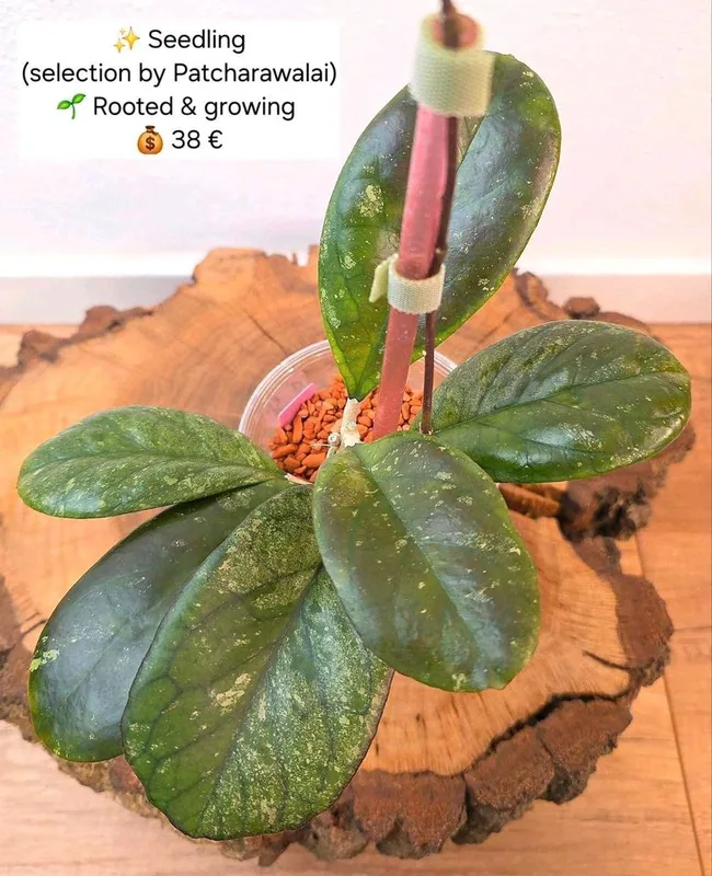 Hoya seedling (Selection by Patcharawalai), Bewurzelte Pflanze