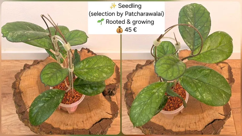 Hoya seedling (Selection by Patcharawalai), Bewurzelte Pflanze