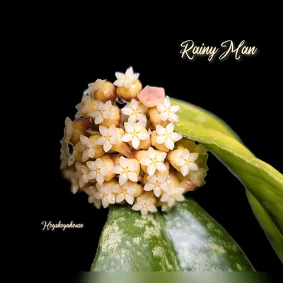 Hoya rainy MAN, Bewurzelte Pflanze