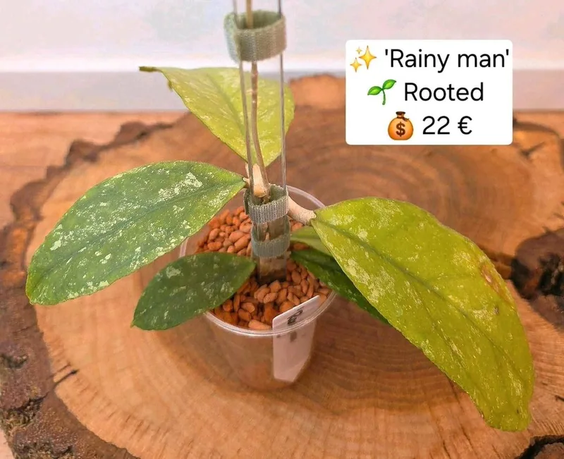 Hoya rainy MAN, Bewurzelte Pflanze