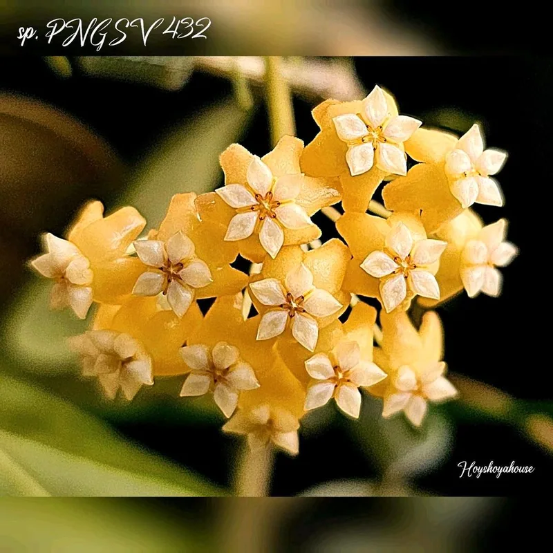 Hoya sp. PNG SV 432, Bewurzelte Pflanze