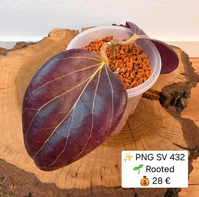 Hoya sp. PNG SV 432, Bewurzelte Pflanze