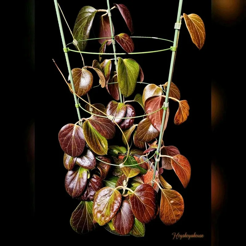 Hoya sp. PNG SV 432, Bewurzelte Pflanze