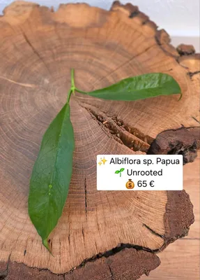 Hoya albiflora sp. Papua, Steckling