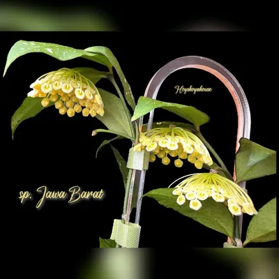Hoya sp. Jawa Barat, Steckling