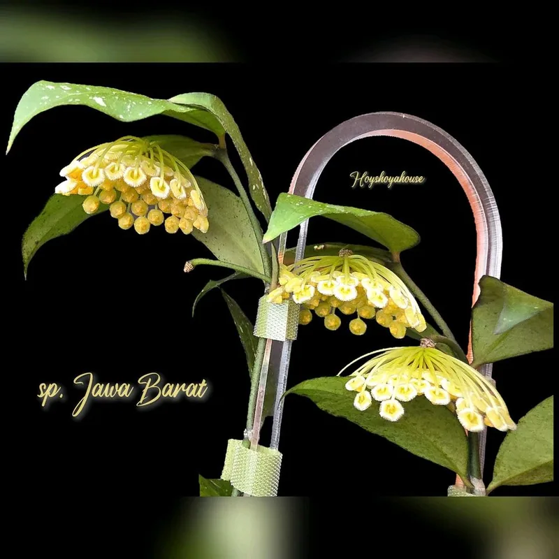 Hoya sp. Jawa Barat, Steckling