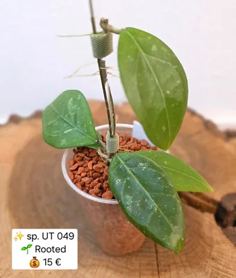 Hoya erythrostemma UT 049, Bewurzelte Pflanze
