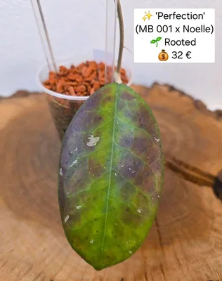 Hoya 'Perfection' (MB 001 x 'Noelle'), Bewurzelte Pflanze