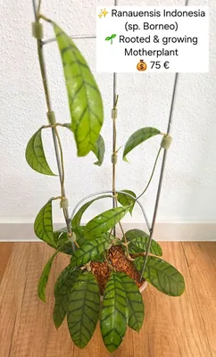 Hoya ranauensis Indonesia sp. Borneo, Bewurzelte Pflanze