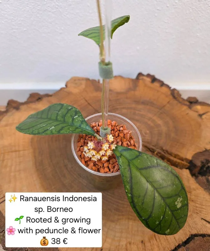Hoya ranauensis Indonesia sp. Borneo, Bewurzelte Pflanze
