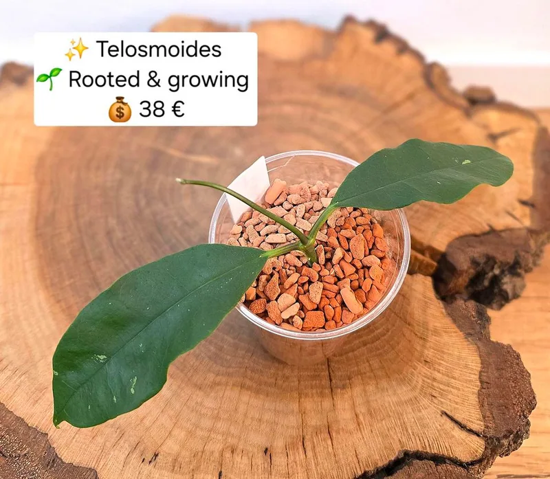 Hoya telosmoides, Bewurzelte Pflanze