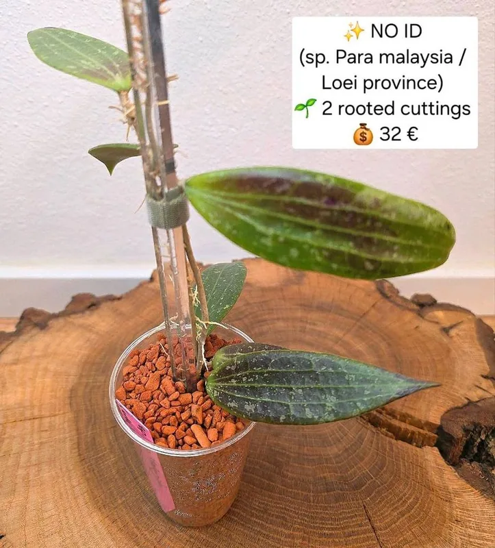 Hoya no ID / sp. Para Malaysia (Evtl. Loei Province), Bewurzelte Pflanze