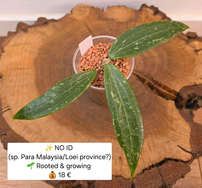 Hoya no ID / sp. Para Malaysia (Evtl. Loei Province), Bewurzelte Pflanze