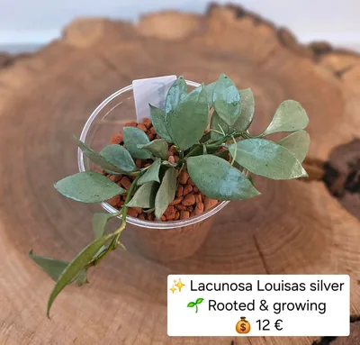Hoya lacunosa Louisas / Louisa's Silver, Steckling