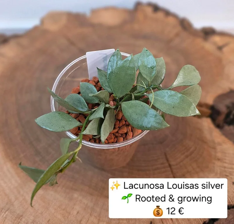 Hoya lacunosa Louisas / Louisa's Silver, Steckling