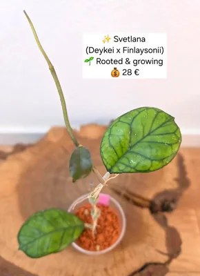 Hoya svetlana (Deykei x Finlaysonii), Bewurzelte Pflanze