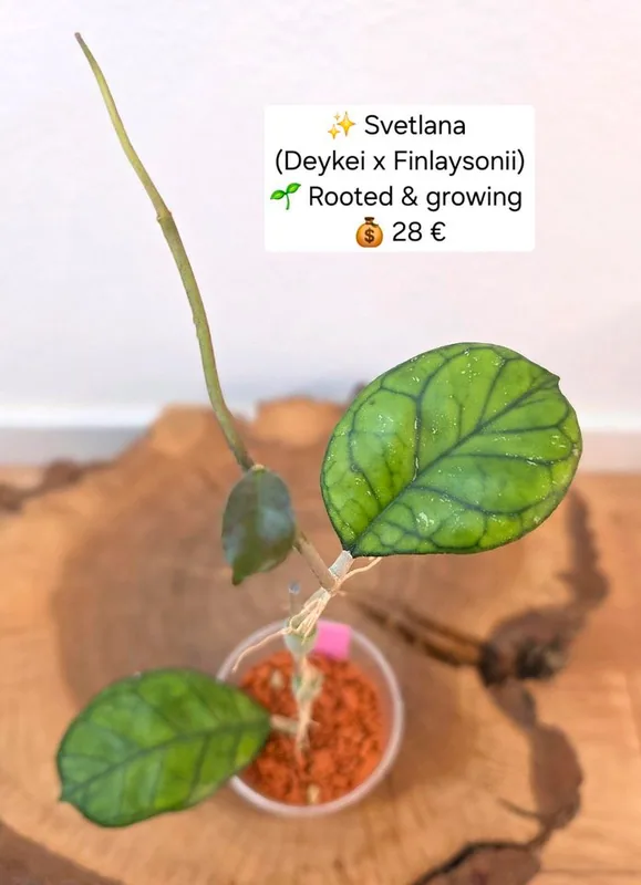 Hoya svetlana (Deykei x Finlaysonii), Bewurzelte Pflanze