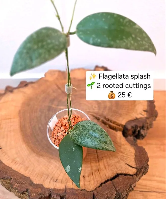 Hoya flagellata Splash / Silver, Bewurzelte Pflanze