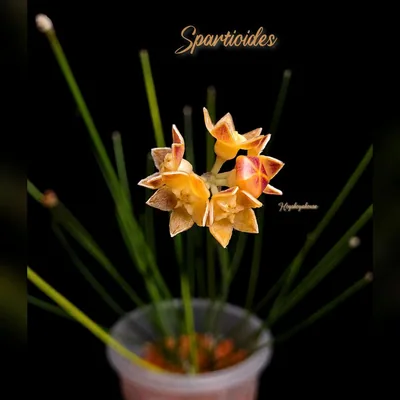 Hoya spartioides, Steckling
