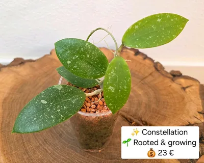 Hoya 'Constellation', Bewurzelte Pflanze