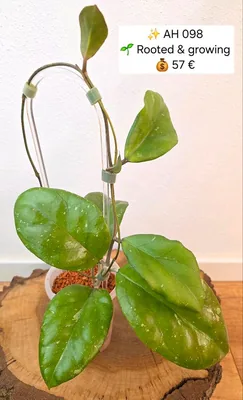 Hoya AH 098, Bewurzelte Pflanze