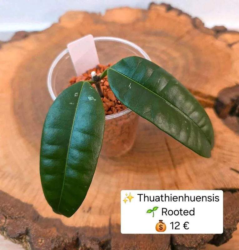 Hoya thuathienhuensis, Bewurzelte Pflanze