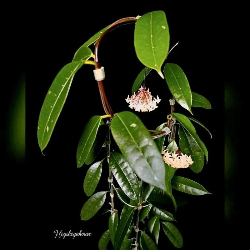 Hoya thuathienhuensis, Bewurzelte Pflanze