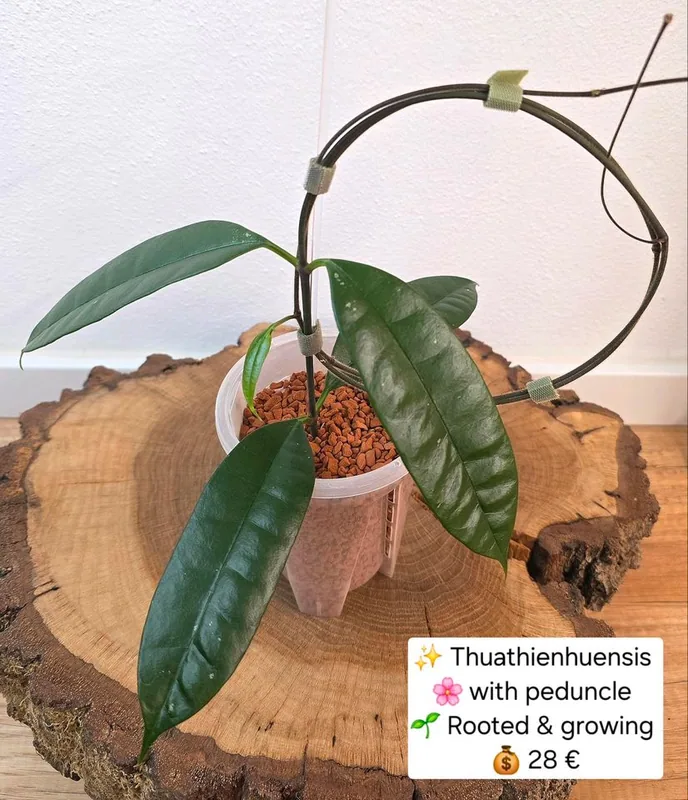 Hoya thuathienhuensis, Bewurzelte Pflanze