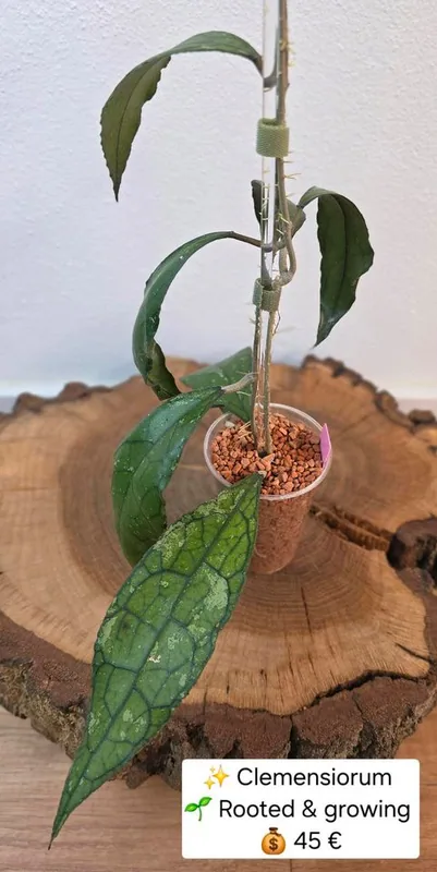 Hoya clemensiorum (Splash), Bewurzelte Pflanze