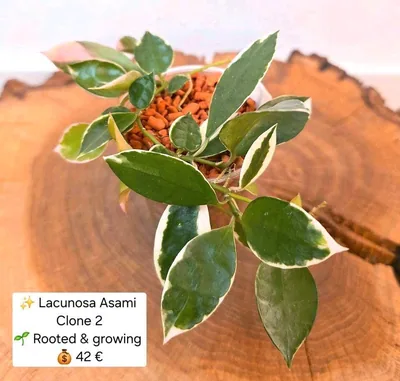 Hoya lacunosa Asami Clone 2, Bewurzelte Pflanze