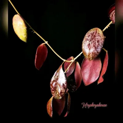 Hoya biakensis (ALS2), Steckling